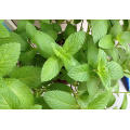 Asian garden indoesnisa spice  lemon Mint seeds  green decor